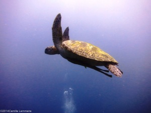 Plenty of turtles during the PADI Divemaster course